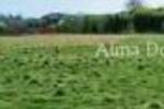 Zemljiste, Umag, prodaja, 257500 €, 0 m2