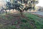 Zemljiste, Pula, prodaja, 150000 €, 0 m2