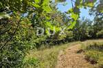 Zemljiste, Žminj, prodaja, 390000 €, 12958 m2