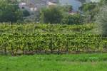 Zemljiste, Barban, prodaja, 82400 €, 0 m2